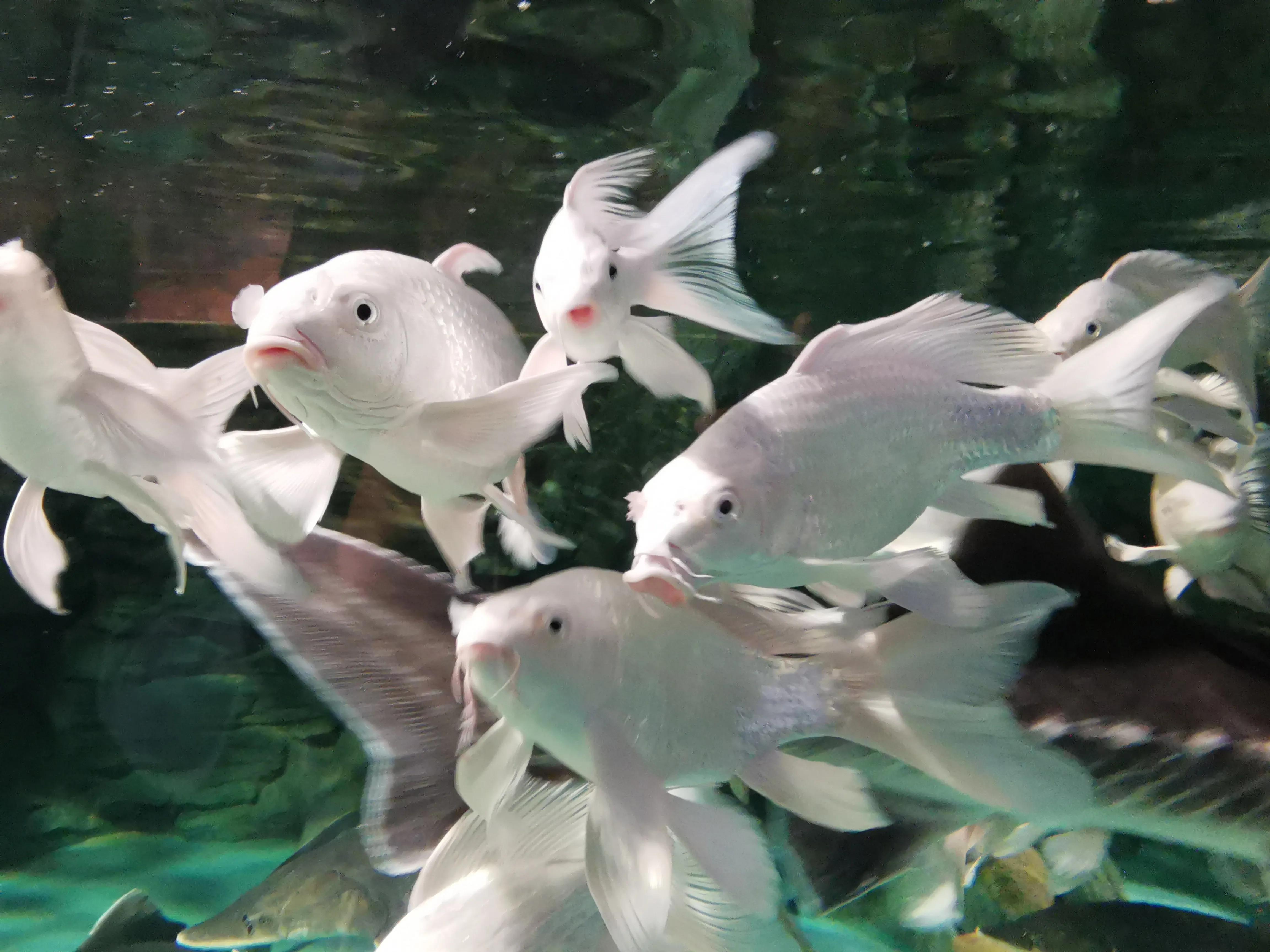 璧拌繘娴锋磱鍔ㄧ墿娴峰簳涓栫晫,鍙傝娴峰簳涓栫晫娴锋磱鍔ㄧ墿瑙嗛