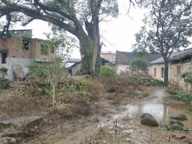 千年的古樟,亲历千年古樟重生