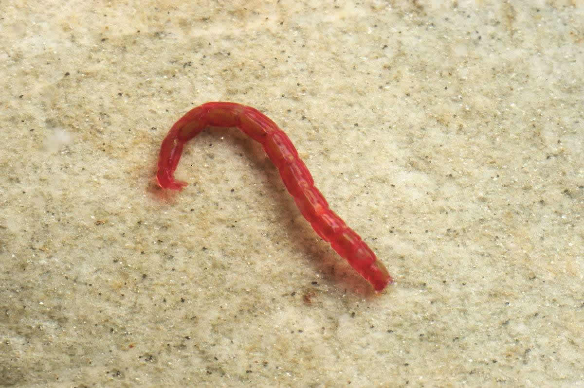 污水池里的“宝”，1晚捞100斤，2个农村“能人”因红虫产生矛盾