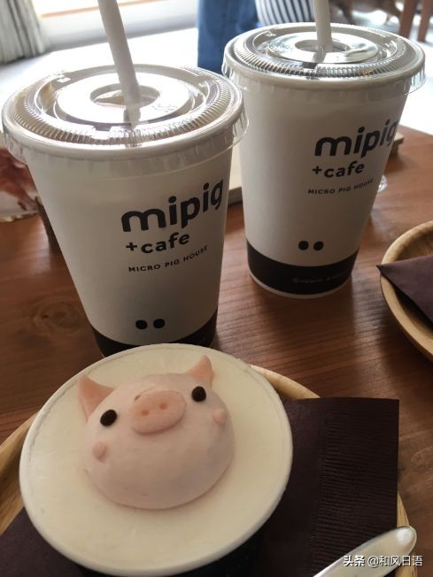 日本迷你猪咖啡厅,日本街头超有人气的猫头鹰咖啡厅