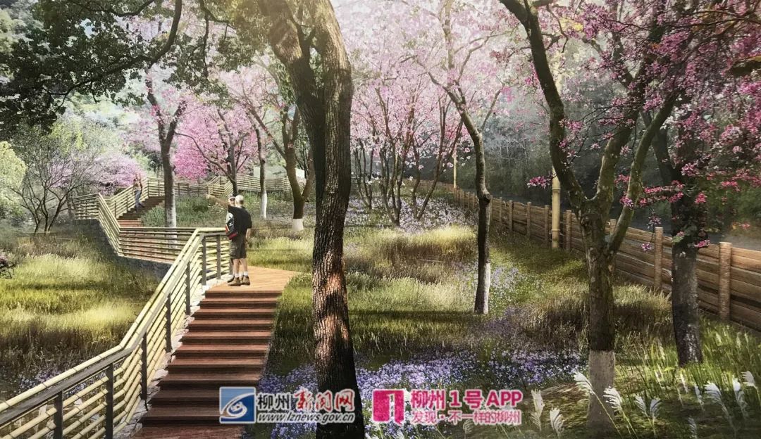 柳州紫荆花园在哪里,柳州紫荆花园最新消息