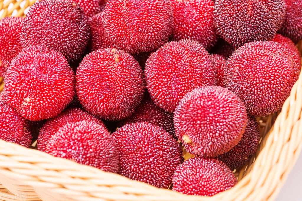 杨梅是什么季节的水果,杨梅长什么样子才是不能吃的呢