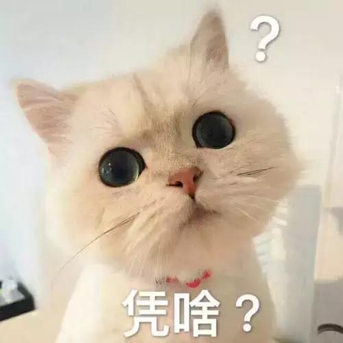 猫咪发情那些事，发情的猫咪都有什么表现呢？