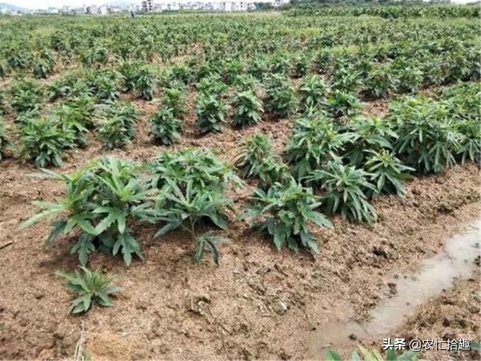 绂忓缓鐓叉堡鐨勪簲鎸囨瘺妗冩牴,骞夸笢浜旀寚姣涙妞板瓙鐓叉堡