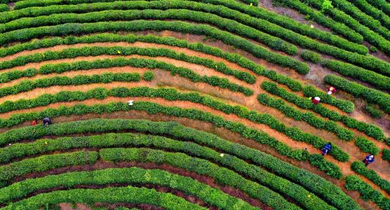 绿茶茶树种植技术,抹茶茶园管理技术