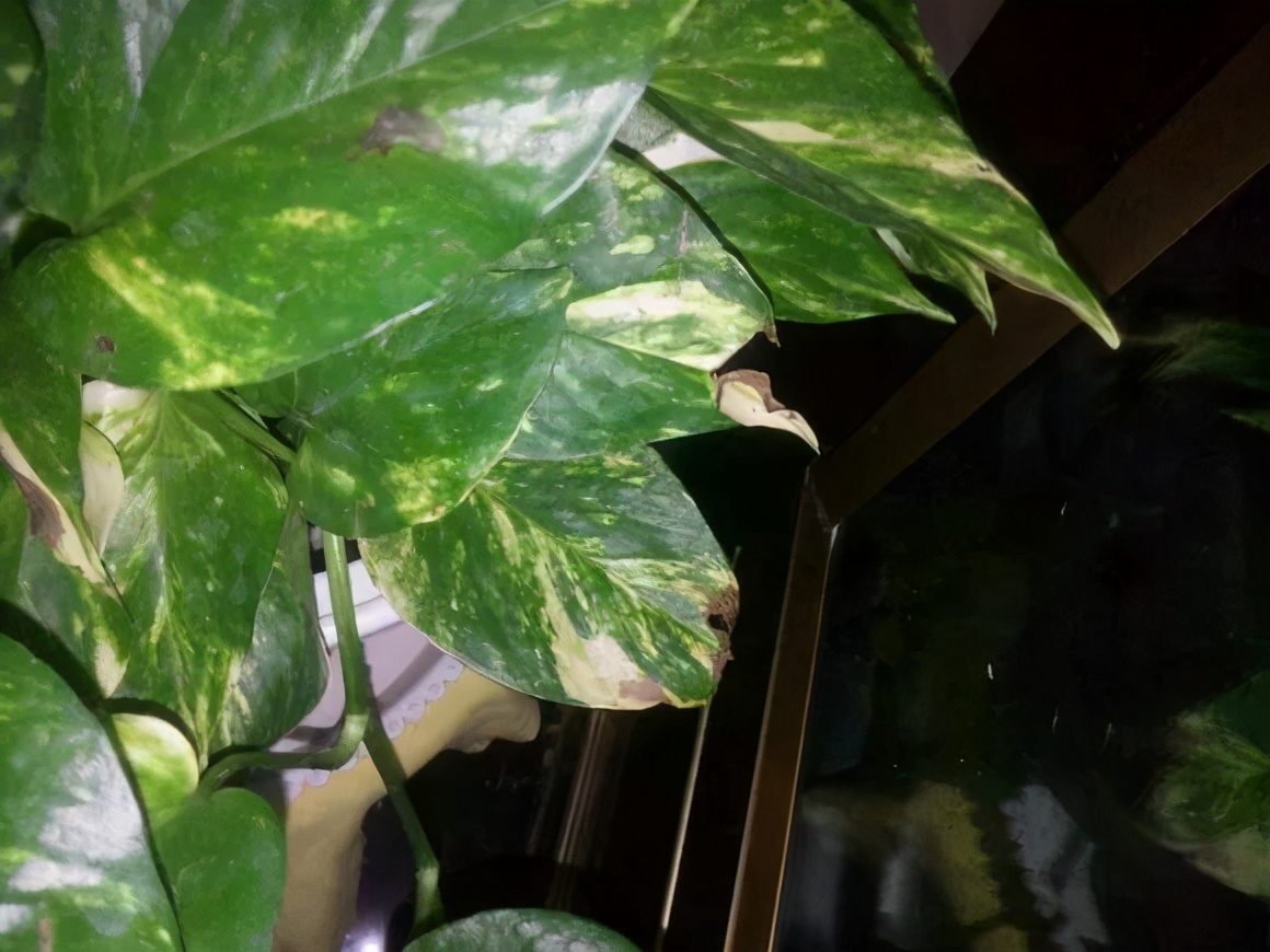 绿萝叶子干枯怎么回事,绿萝叶子黄开裂卷曲怎么办