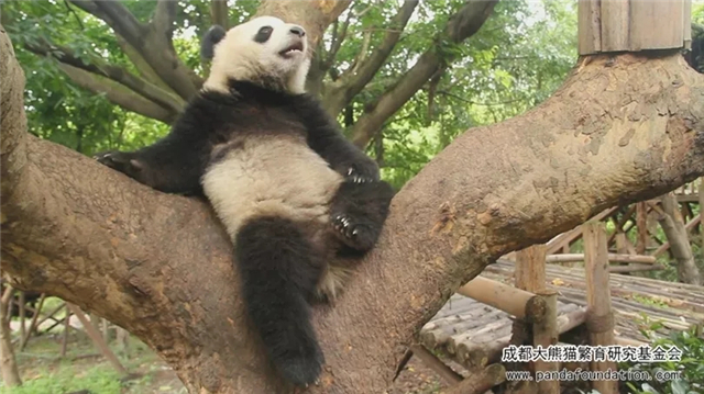 大熊猫的演变史动画,大熊猫成实