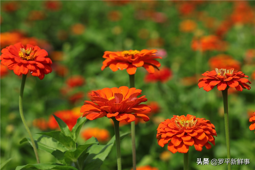 罗平油菜花田宣传片,今日罗平油菜花田