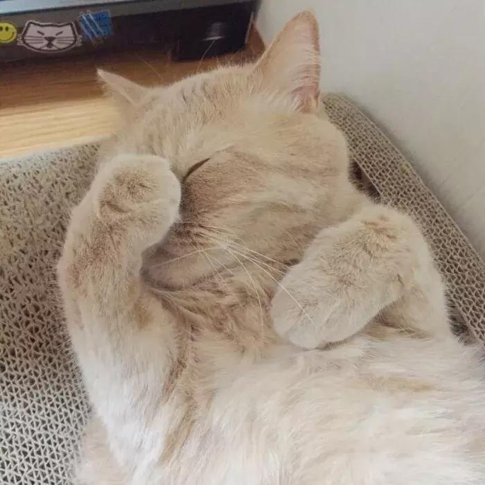 猫咪怀孕怎么去医院检查,猫咪怀孕怎么才知道