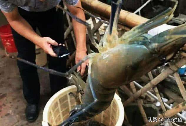 湄公河什么虾泛滥成灾,湄公河河虾为什么泛滥成灾了呢