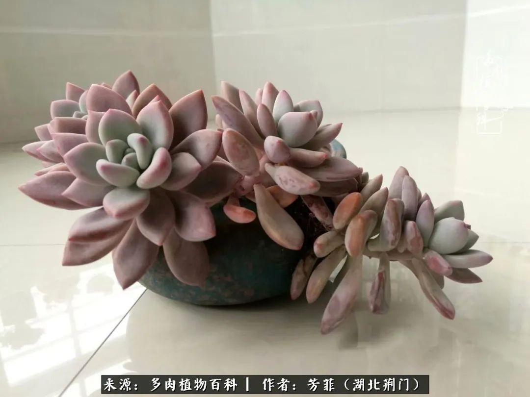 我的桃源：多肉之美，日甚一日，年胜一年