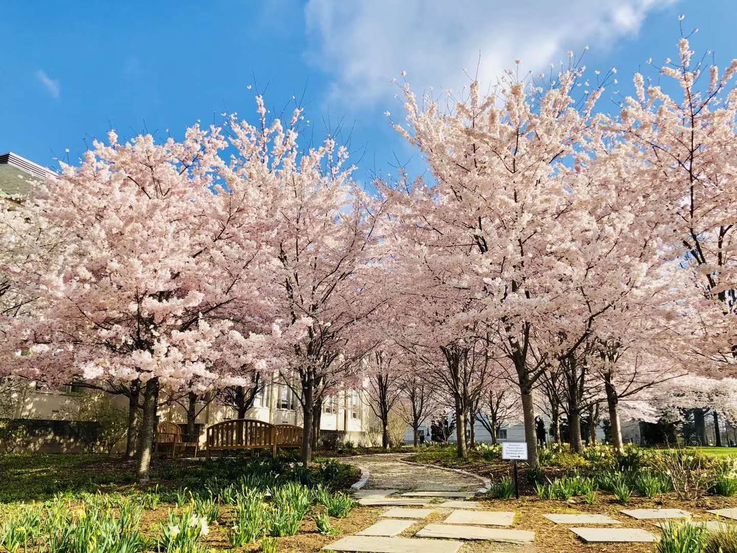 圣约翰大学对比沪江大学,圣本尼迪克圣约翰大学