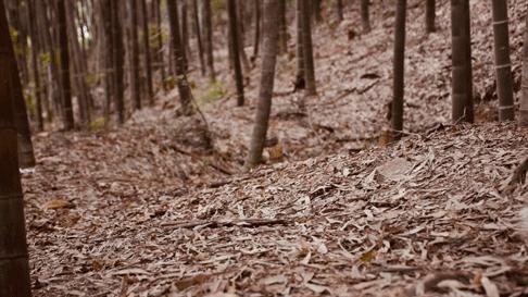 凯乐石FUGA系列越野跑鞋,凯乐石越野跑鞋最新款