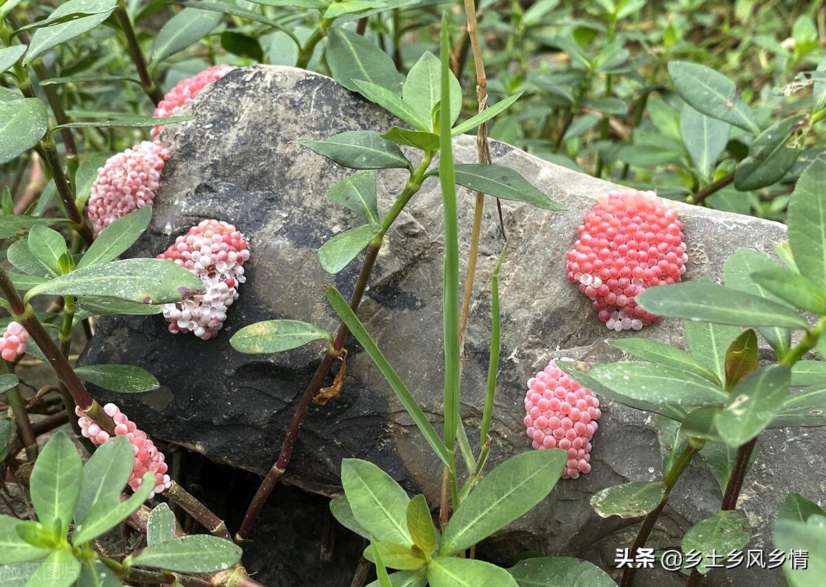 福寿螺的天敌,福寿螺危害及吃法