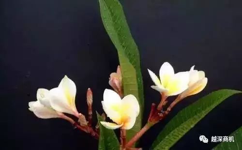 中国各大城市市花介绍,全国56市市花太美了的视频