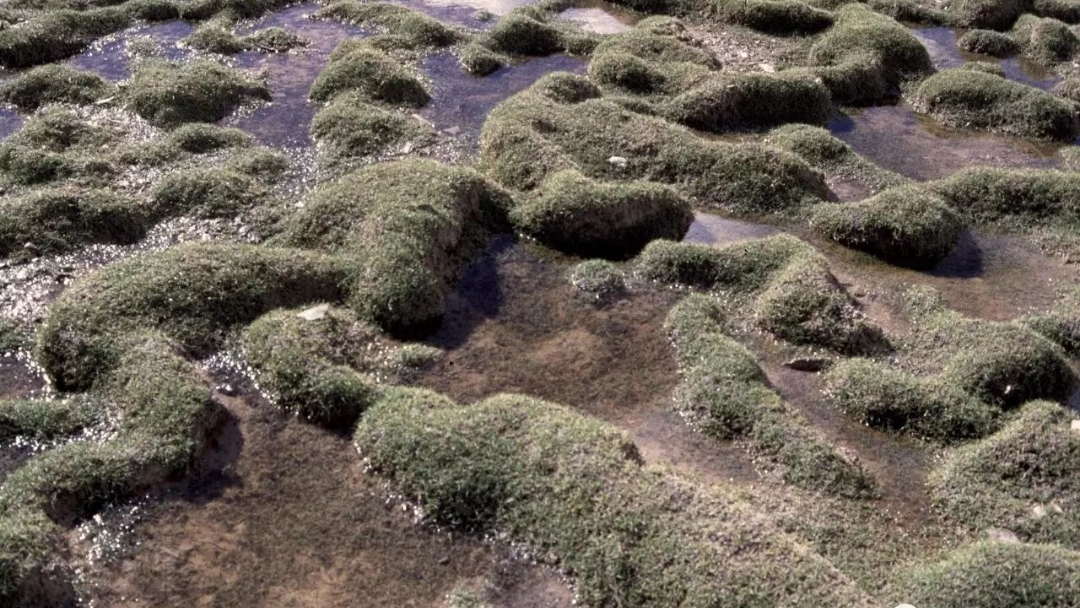 可可西里无人区为什么是人类禁区,去可可西里无人区死亡率