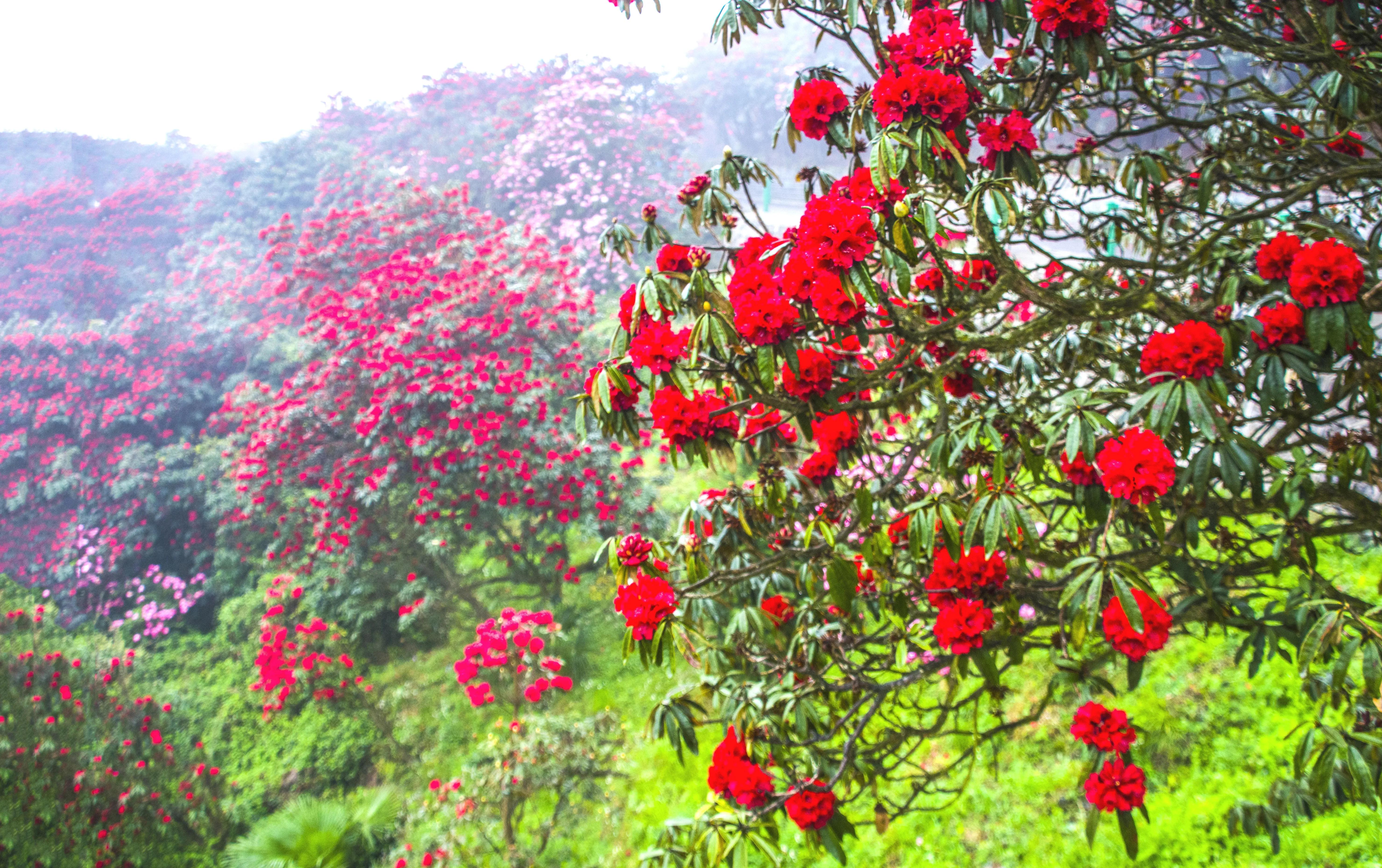 贵州大学1984级管科系同学欢聚毕节录