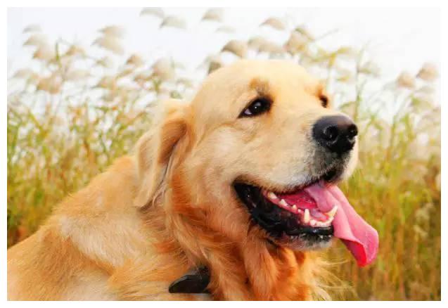 狗狗品种大全及介绍,狗狗品种大全带你走进狗狗的世界