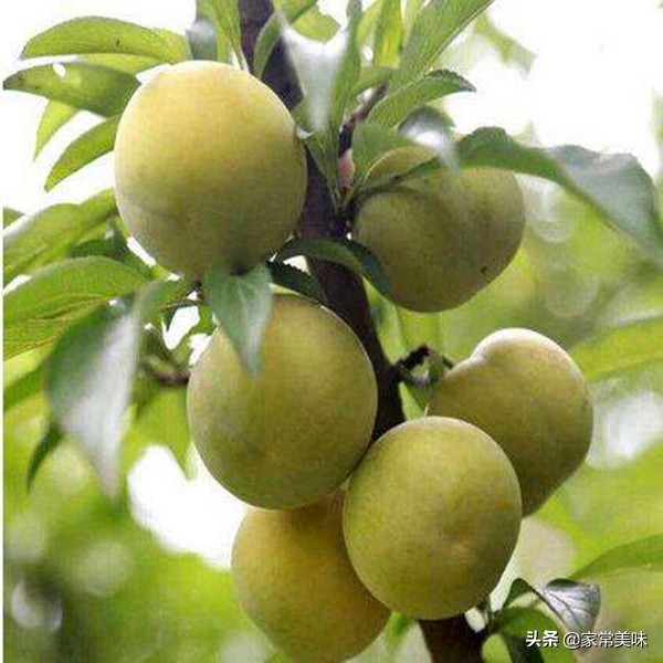 又甜又大的李子有哪些,世界上最好吃的李子有几种