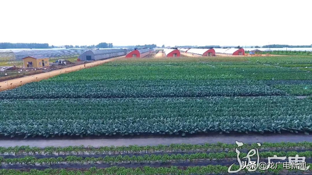 调整和优化产业结构的目标,黑龙江省2019年产业结构