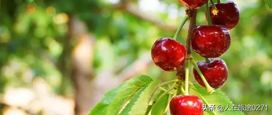 西安樱桃园,西安附近樱桃园采摘园位置