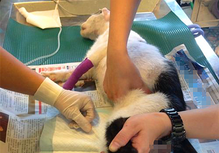 猫咪输尿管堵塞,猫咪尿闭导尿堵塞