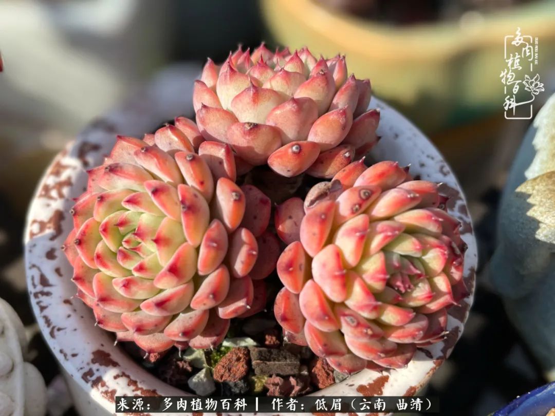 怎么在多肉植物百科投稿,怎样向多肉植物百科投稿