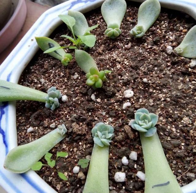 虹之玉多肉叶插成活率高吗,圣诞东云多肉叶插成活率