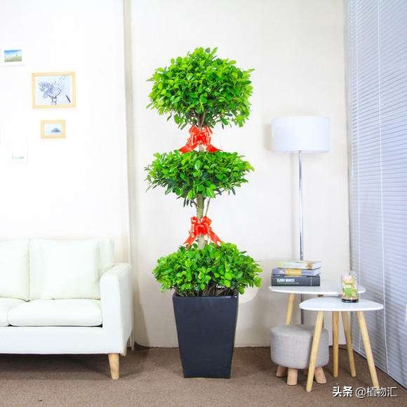 每日一花（二十九）摇钱树