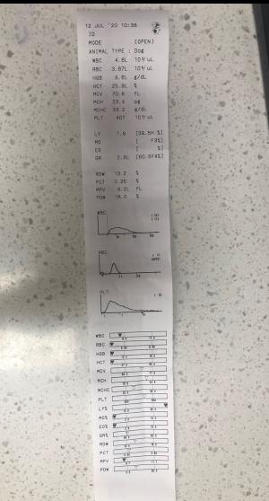 狗狗能剖腹产几次,狗狗剖腹产需要注意什么
