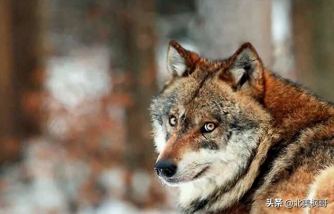 在加拿大最危险的五件事情,加拿大有什么危险动物或昆虫