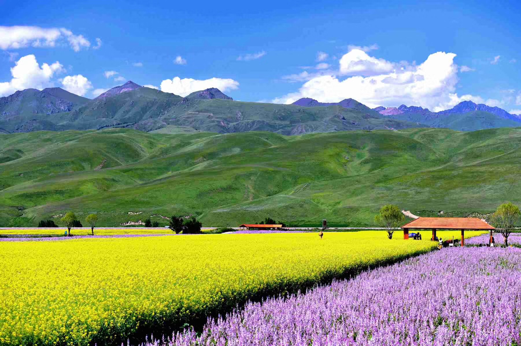 散文丨劳罕：最是*疆新**看不够