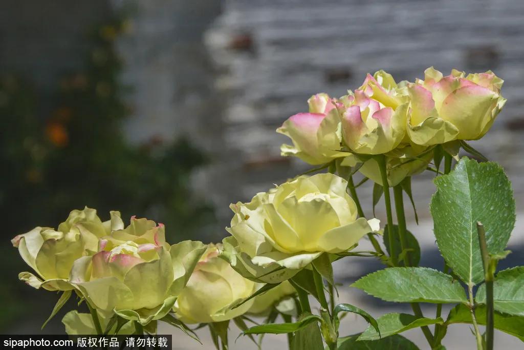 全球最美十大花海美到令人心醉,全球最漂亮花海