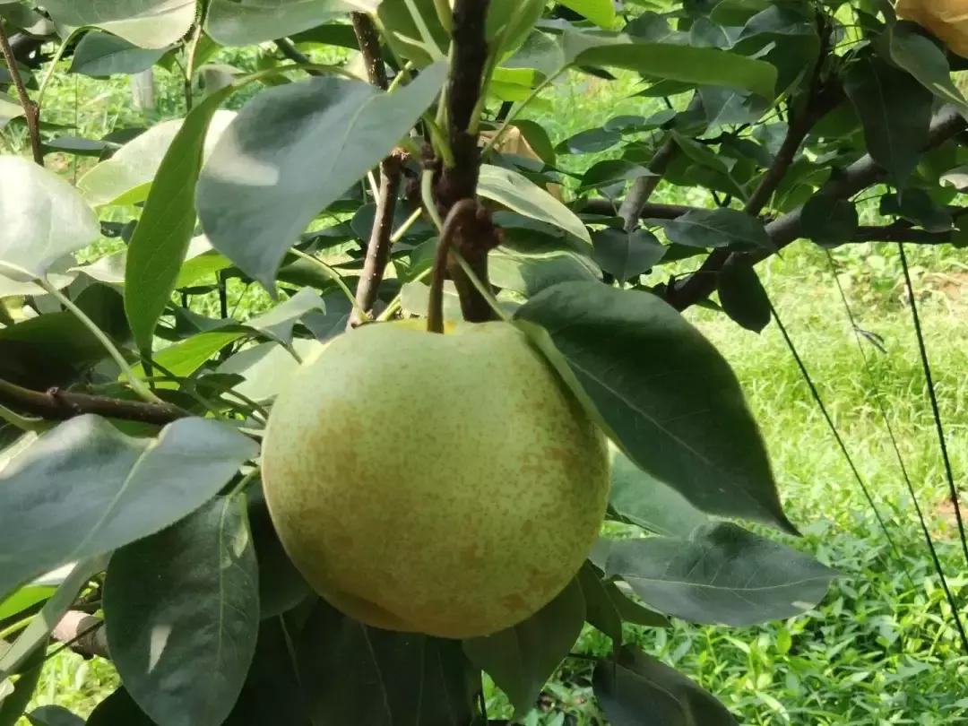 岑溪市梨木镇贫困户,岑溪市发展甜瓜产业促脱贫