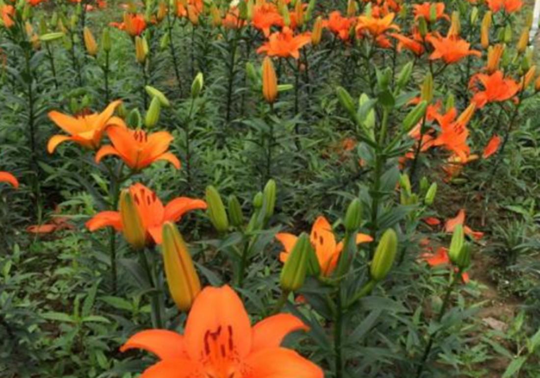 实验室无土栽培百合剥胚,百合种球的无土栽培