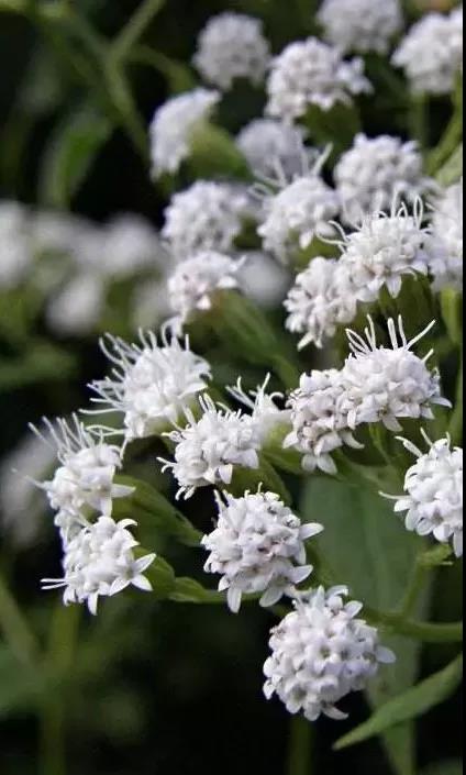 这4种花卉很漂亮花量大观赏度高,20种漂亮花好看不好养