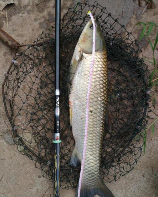 新手选鱼竿怎么选,新手怎么选鱼竿最合适