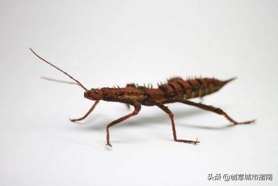 纸能干嘛？在她手上纸能变成活的