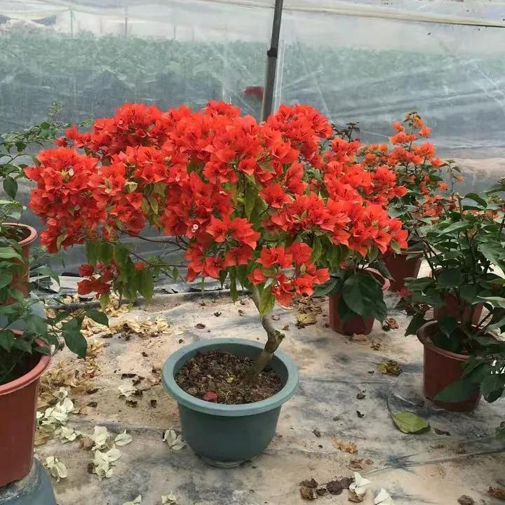 2021年大火的10个三角梅品种，图名并茂欢迎认领，看有无你喜欢的