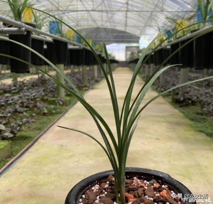 兰花蕙兰绝品传奇,每日一品茶叶