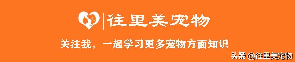 边境牧羊犬如何养比较好,怎样才能选只优秀的边境牧羊犬