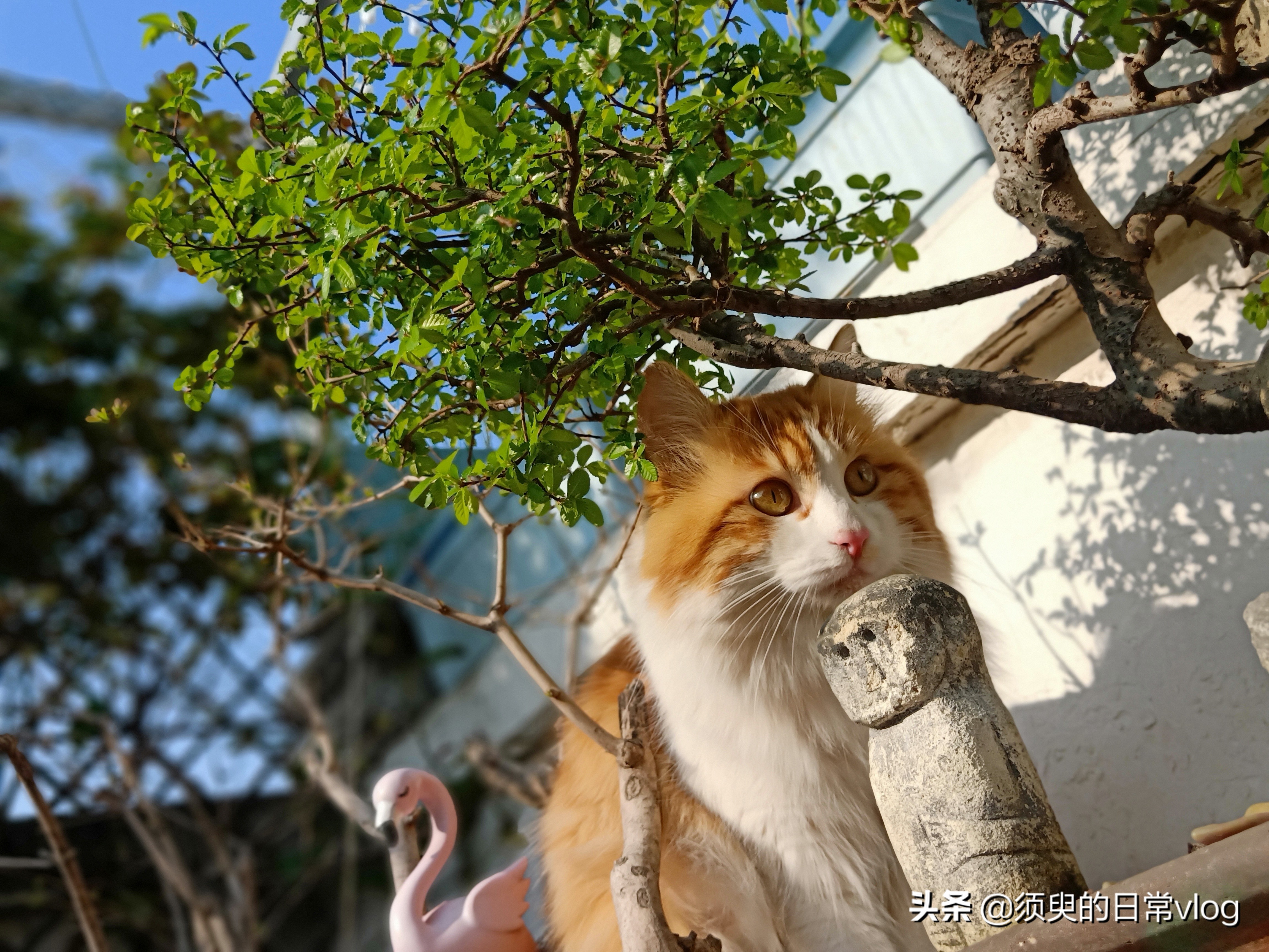 朋友的猫寄养在我家我的猫很凶,猫寄养在别人家有什么禁忌