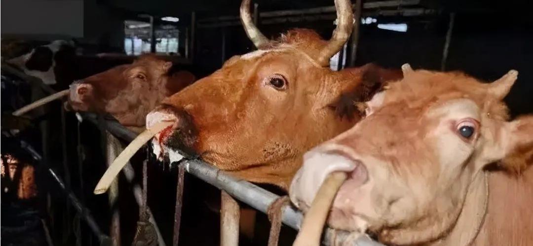 牛得了结节病吃什么,牛得了牛结节病怎么治