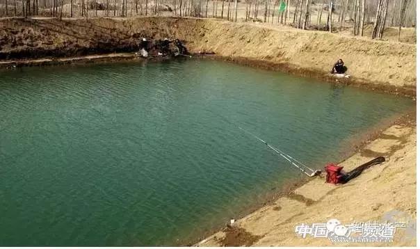 刚刚开始养殖对虾如何清理虾塘,对虾养殖ph值所反映的水质问题