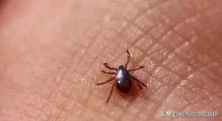 飞蚁大军空袭视频,飞蚁大军被空袭