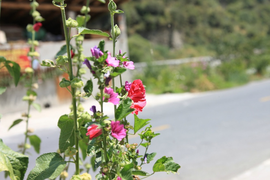 米亚罗-大美理礼县