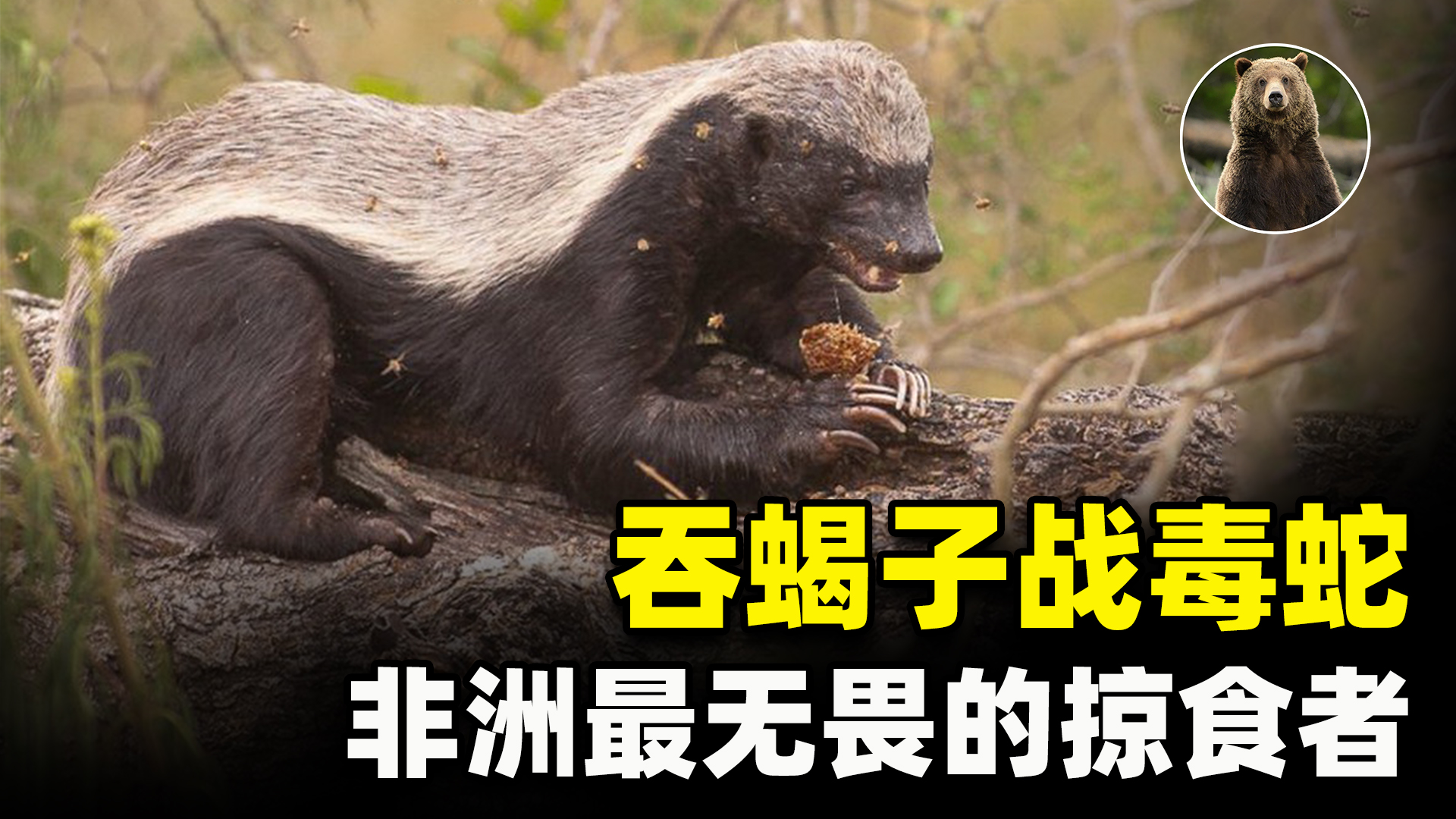 非洲恶霸平头哥,狮子毒蛇都不敢招惹它,蜜獾为何如此嚣张?