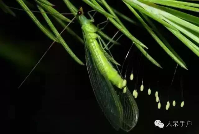 人工养殖的天敌昆虫,昆虫天敌大全