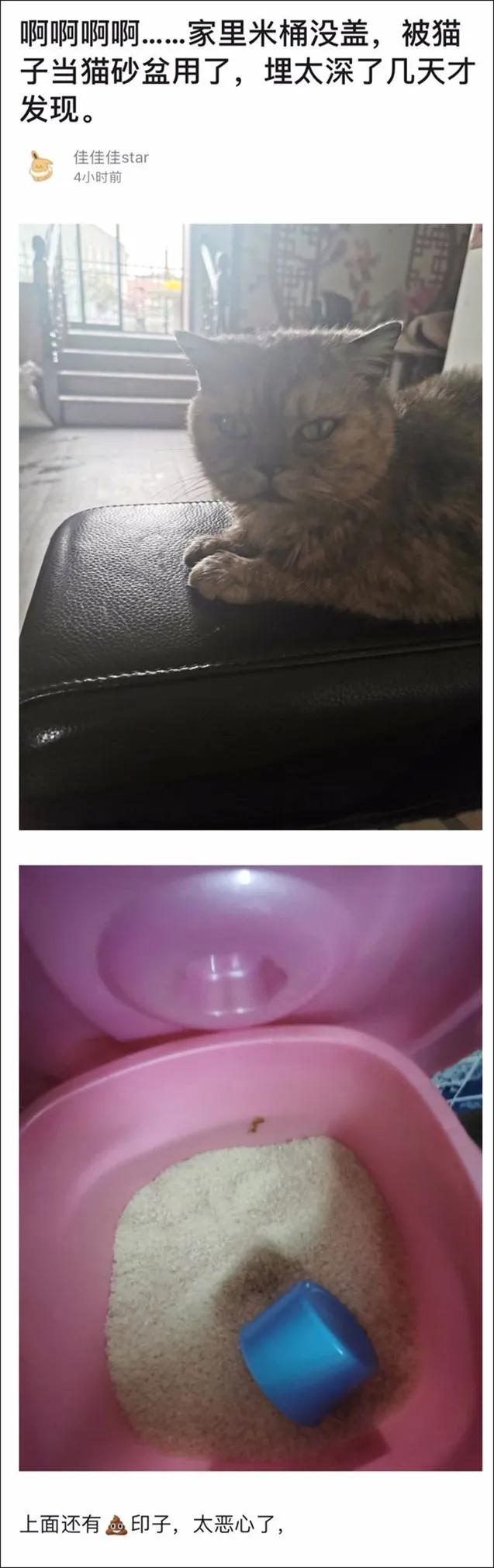 “煮了几天饭后,我在米缸里挖到了猫屎...”