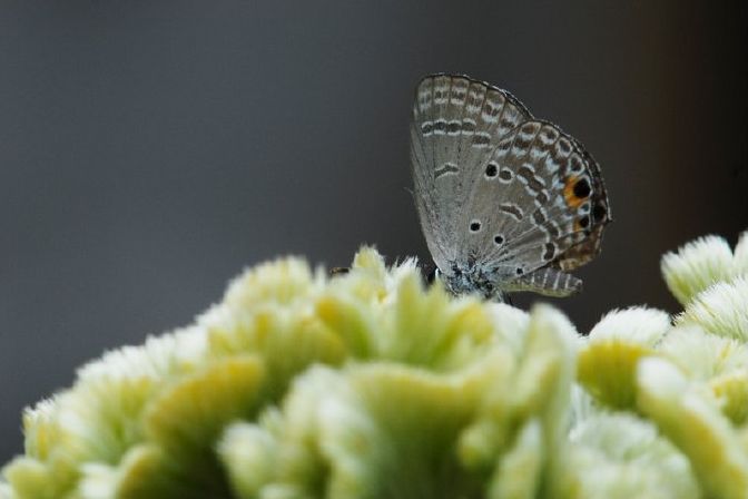 鸡冠花诗词赏析,鸡冠花的诗句及赏析